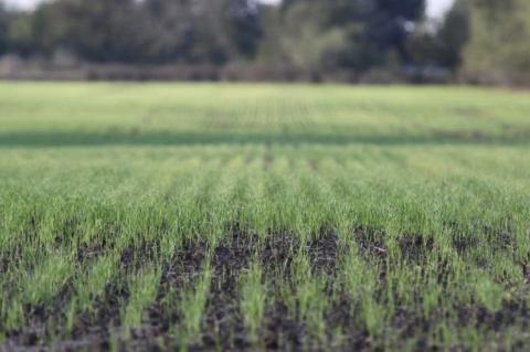 Early fall moisture puts Texas wheat planting ahead of schedule