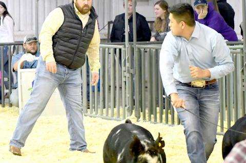TCLA Gearing Up For 2021 Stockshows